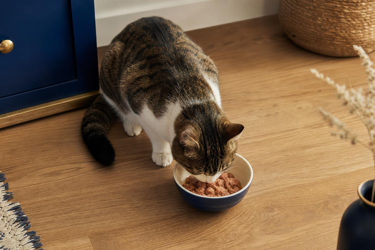 Alimentación por etapas: qué necesita tu gato a cada edad