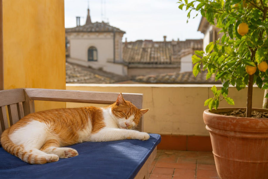 How many cats are there in Italy? More cats than dogs and a growing market