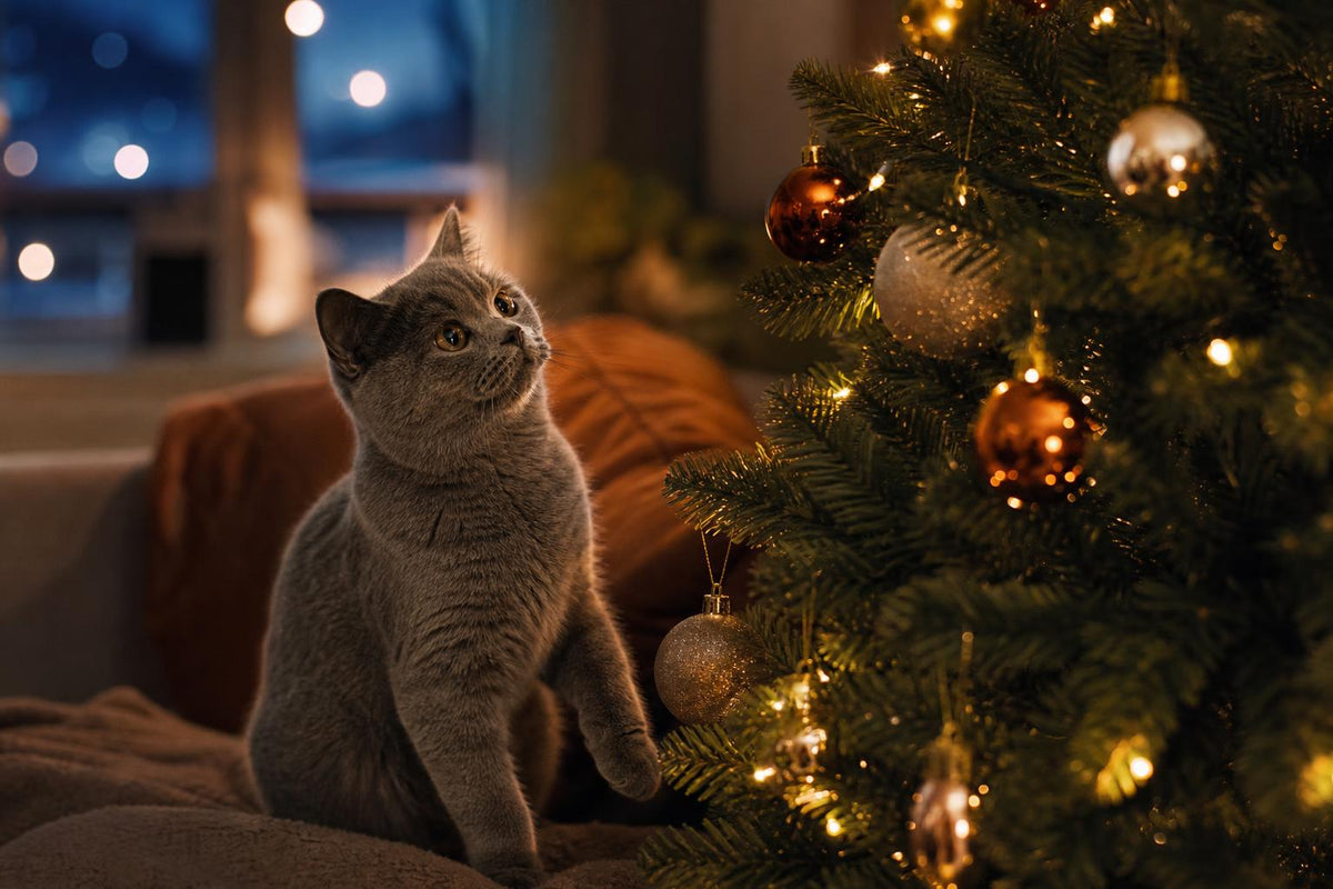 A safe Christmas for your cat: plants, decorations and food to watch out for