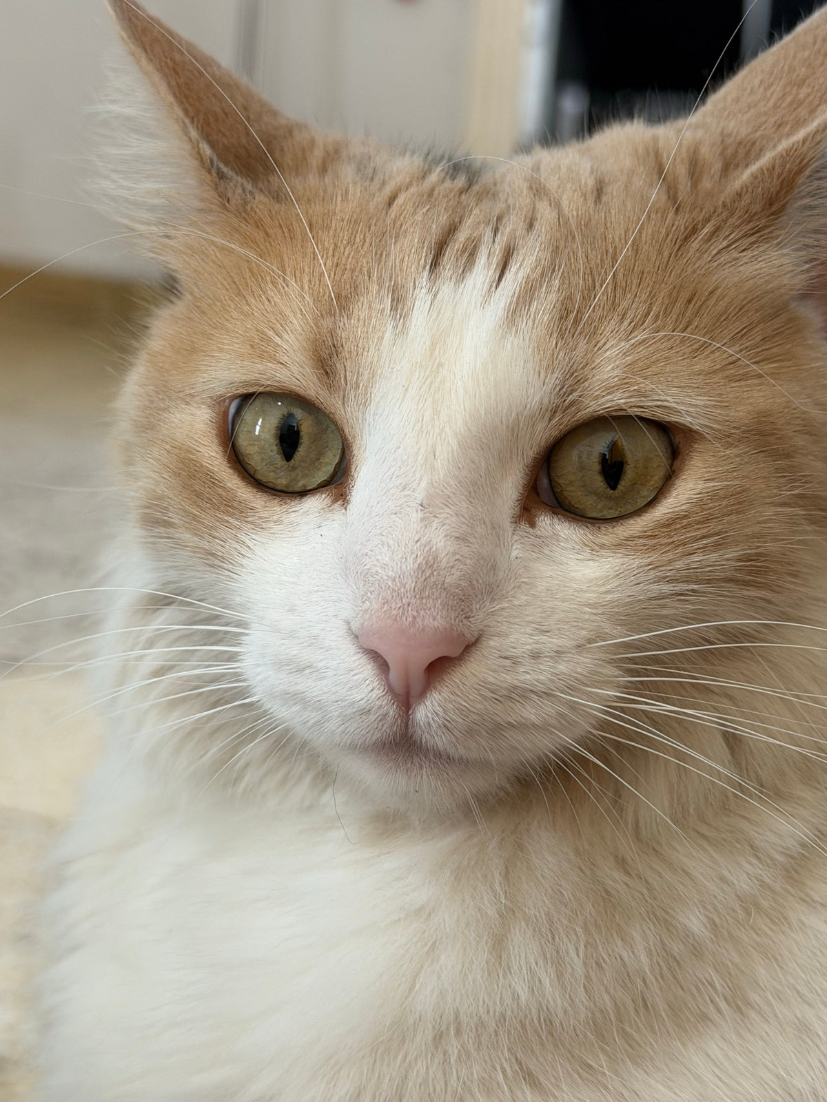 gata-cara