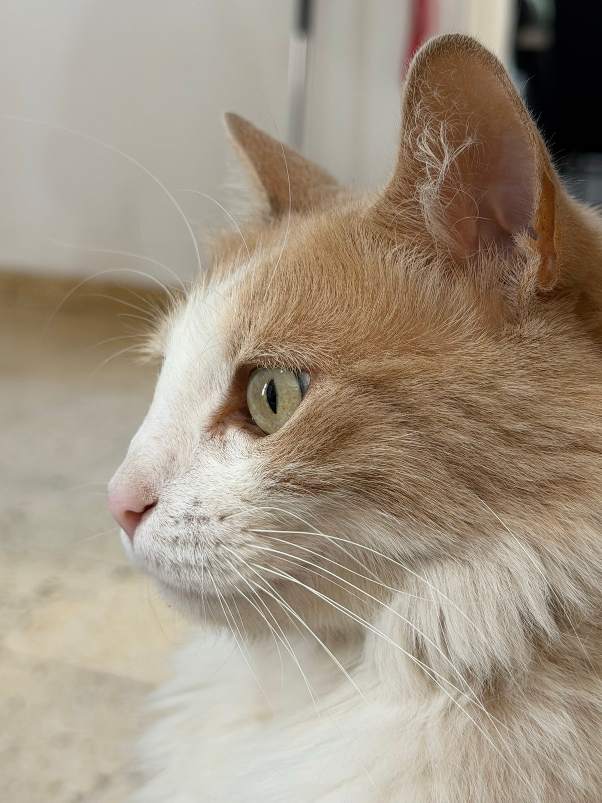 gata-perfil