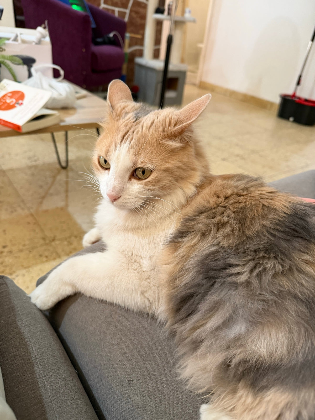 gata-sofa